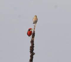 Epthianura tricolor