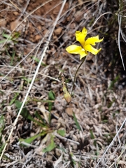 Goodenia pinnatifida