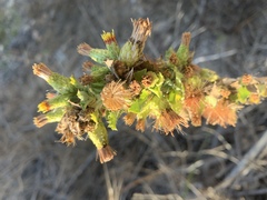 Hazardia squarrosa grindelioides