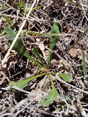 Goodenia pinnatifida