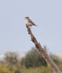 Epthianura tricolor