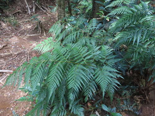 Orthiopteris firma observed 2019-10-21