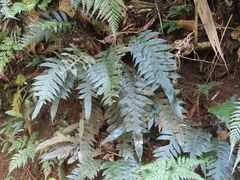 Blechnum vieillardii