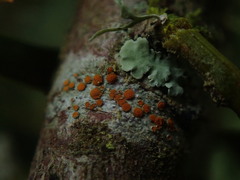 Caloplaca subpyracea