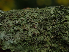 Hyperphyscia plinthiza