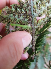 Polystichum neozelandicum neozelandicum