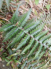 Polystichum neozelandicum neozelandicum