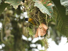Euphonia fulvicrissa