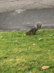 Sciurus carolinensis