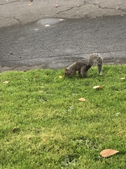 Sciurus carolinensis