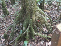 Crossostylis grandiflora