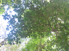 Crossostylis grandiflora