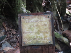 Crossostylis grandiflora