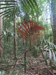 Chambeyronia divaricata