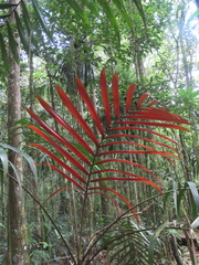 Chambeyronia divaricata