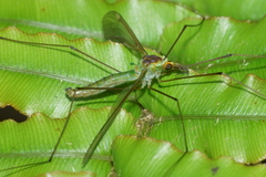 Leptotarsus viridis