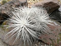 Tillandsia tectorum