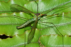 Leptotarsus viridis