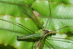 Leptotarsus viridis