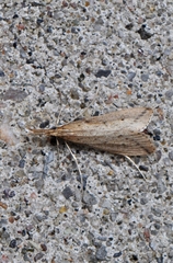 Donacaula longirostrallus