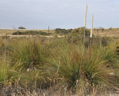 Xanthorrhoea caespitosa