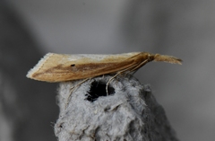 Donacaula melinellus