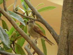 Turdus leucomelas