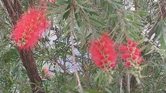 Melaleuca viminalis