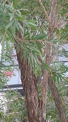 Melaleuca viminalis