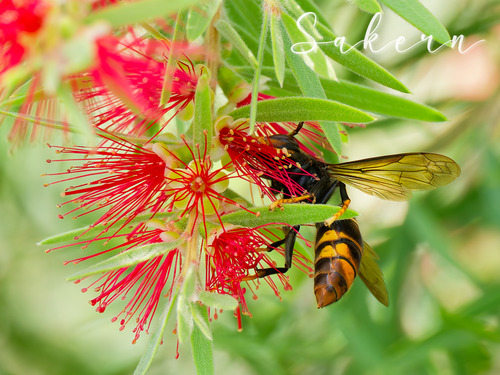 Yellow-legged Hornet, photo 7 of 8