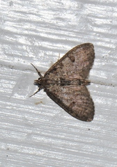 Palpita aenescentalis