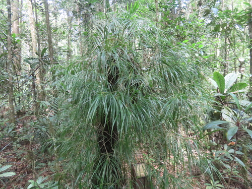 Genus Freycinetia · iNaturalist Genus Freycinetia · iNaturalist
