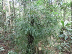 Freycinetia graminifolia
