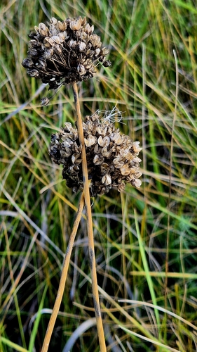 Oblique onion (Allium obliquum)
