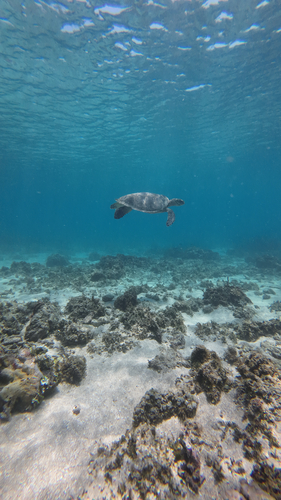 Eretmochelys imbricata