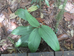 Calanthe balansae