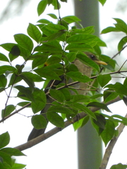 Turdus amaurochalinus