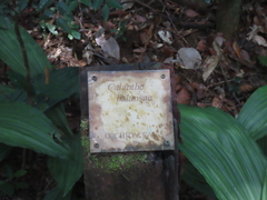 Calanthe balansae