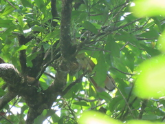 Ducula goliath