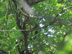 Ducula goliath