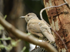 Turdus leucomelas