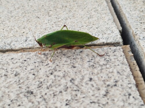 Ruidocollaris convexipennis