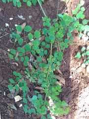 Thalictrum guatemalense