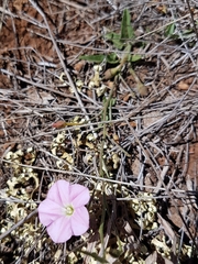 Convolvulus erubescens