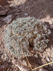 Psathyrotes pilifera