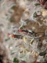 Psathyrotes pilifera