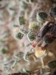 Psathyrotes pilifera