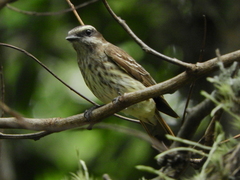Empidonomus varius