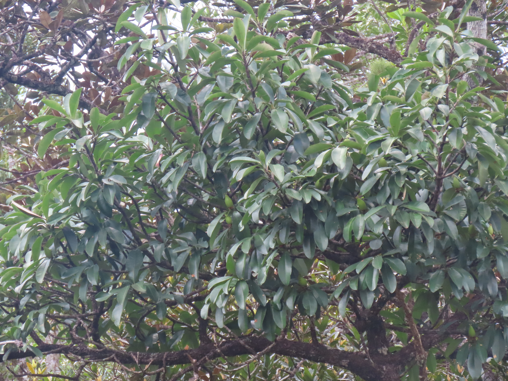 Imagem de Flor-de-cera