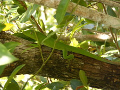 Anolis garmani
